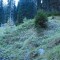 wf_obersaxen_wurzenriedwald_fs-10_2020.jpg