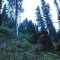 wf_obersaxen_wurzenriedwald_fs-1_2020.jpg