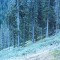wf_obersaxen_wurzenriedwald_fs-6_2020.jpg