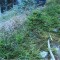 wf_obersaxen_wurzenriedwald_fs-6d_2025.jpg
