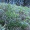 wf_obersaxen_wurzenriedwald_fs-9a_2020.jpg