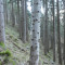 bannwald-fluelen,-04.20,-foto-1.jpg