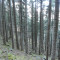 bannwald-fluelen,-04.20,-foto-2.jpg