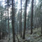 bannwald-fluelen,-04.20,-foto-3.jpg