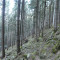 bannwald-fluelen,-04.20,-foto-4.jpg