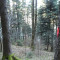 bannwald-fluelen,-04.20,-foto-6.jpg