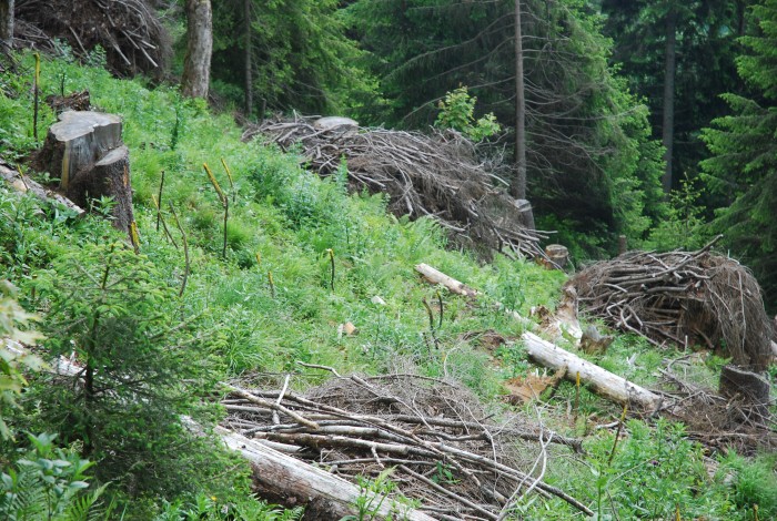 20130702_muettergoteswald_fsta1.3.JPG