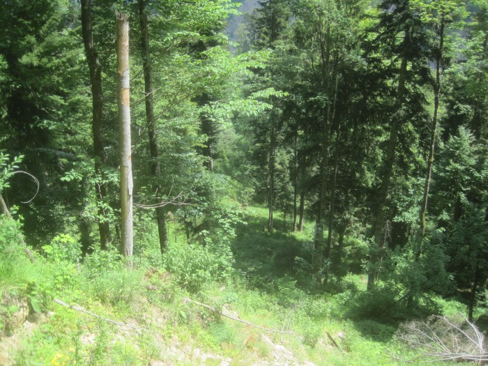 20200625_talwald_19.jpg