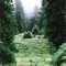 wf_ladir_las-vals_fs-1.1_2000.png