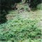 wf_ladir_las-vals_fs-2.2_2000.png