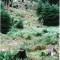 wf_ladir_las-vals_fs-3.1_2000.png