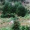 wf_ladir_las-vals_fs-3.2_2000.png