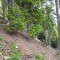 wf_poschiavo_torn-17.jpg