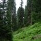 wf_ladir_con-da-cauras_fs-1.1_2005.jpg