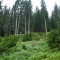 wf_ladir_con-da-cauras_fs-1.2_2005.jpg