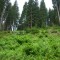 wf_ladir_con-da-cauras_fs-2.2_2005.jpg