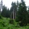 wf_ladir_con-da-cauras_fs-2.4_2005.jpg