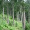 wf_ladir_con-da-cauras_fs-3.2_2005.jpg