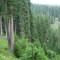 wf_ladir_con-da-cauras_fs-3.3_2005.jpg