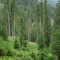 wf_ladir_con-da-cauras_fs-3.4_2005.jpg