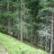 wf_ladir_con-da-cauras_fs-4.1_2005.jpg