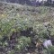 wf_grotzawald_20_4.jpg