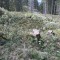wf_grotzawald_20_5.jpg
