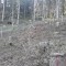 wf_grotzenwald_22_3.jpg