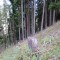 wf_chafuorns_fst_1_nr_02.jpg