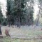 wf_chafuorns_fst_2_nr_09.jpg
