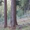 wf_chafuorns_fst_2_nr_10a.jpg