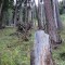 wf_chafuorns_fst_2_nr_13.jpg