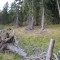 wf_bos-chagrischa_fst_1_nr_05.jpg