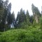 wf_ladir_con-da-cauras_fs-2.2_2013.jpg