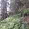 wf_ladir_con-da-cauras_fs-3.1_2013.jpg