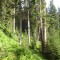 wf_ladir_con-da-cauras_fs-3.2_2013.jpg