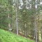 wf_ladir_con-da-cauras_fs-4.1_2013.jpg