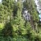 wf_ladir_con-da-cauras_fs-5.1_2013.jpg