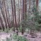 wf_minger_fst_1_nr_1.jpg