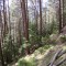 wf_minger_fst_2_nr_2.jpg