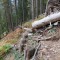 wf_minger_fst_5_nr_2a.jpg