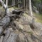 wf_minger_fst_5_nr_3.jpg