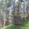 20190702_f05_nuewenalpwald_et_09.jpg