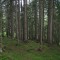 20090706_nuewenalpwald_f4_be_02.jpg