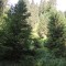 wf_ladir_las-vals_fs-3.2_2013.jpg