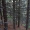 undurchforstet_f4_1_west.jpg
