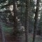 undurchforstet_f4_2_west.jpg