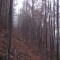 20071031_cholhuttliwald_f5_015.jpg