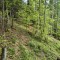 rainwald_f2a.jpg