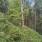 rainwald_f3b.jpg
